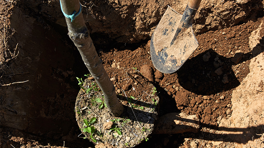 Tree-planting-adobe-stock