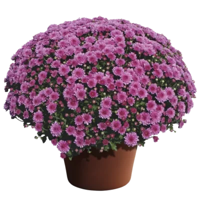 Wanda Lavender Mum