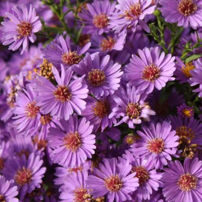 Believer Purple Aster with Yellow Center