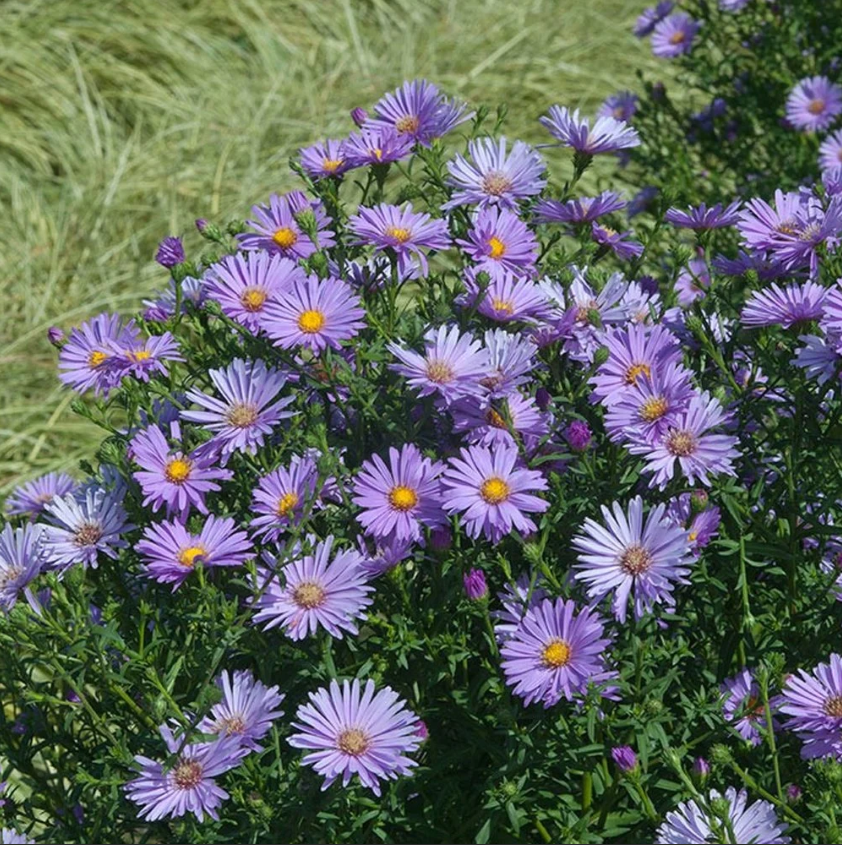 Believer Purple Aster with Yellow Center - Image 2