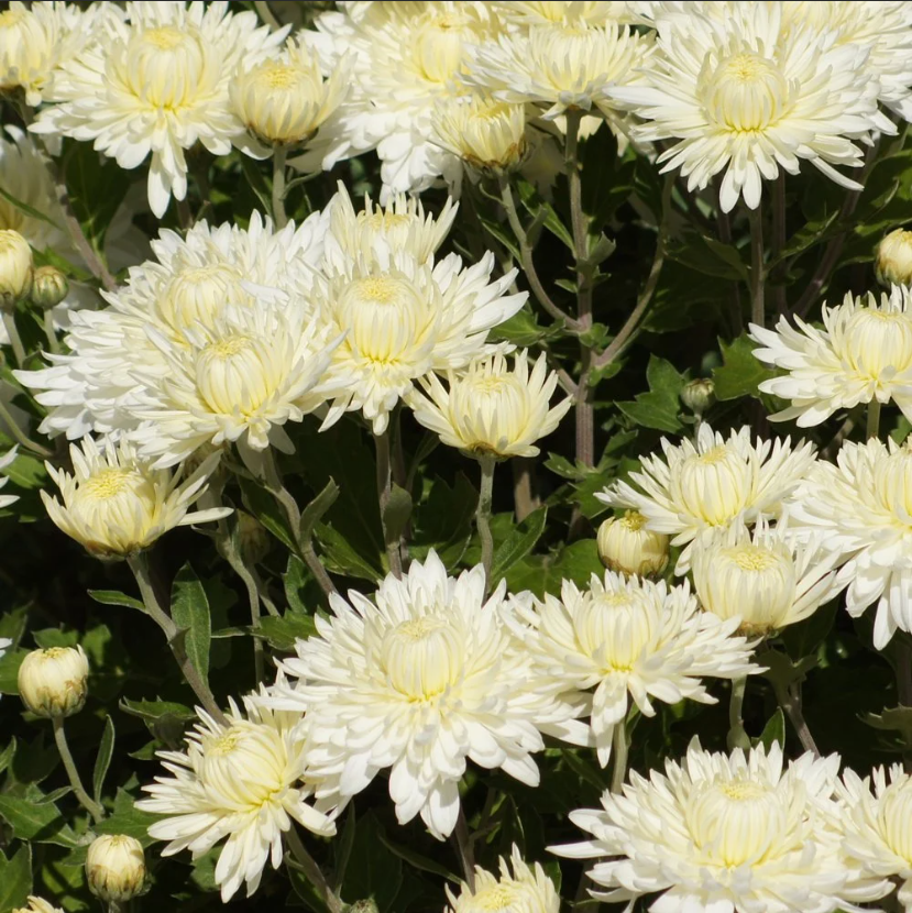 White Mum - Image 2