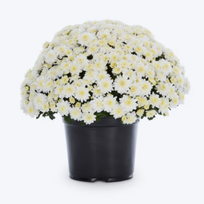 White Mum