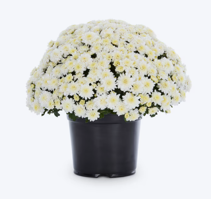 White Mum