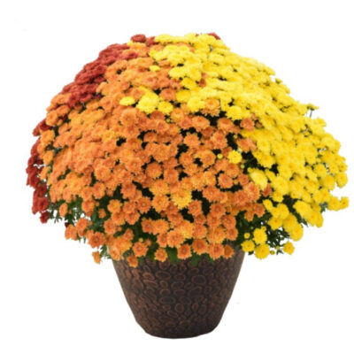 Tri-color mum hanging basket